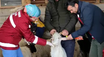 Zorlu Kış Şartlarında Van'da Hayvan Aşı ve Kimliklendirme Çalışmaları Sürüyor