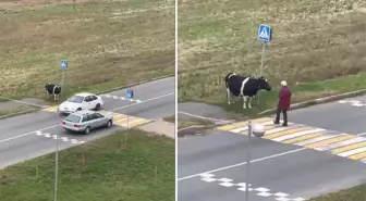 Yolun karşısına geçmek için sahibini bekleyen inek, viral oldu