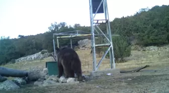 Manisa'da Fotokapan ile Ayı Görüntülendi