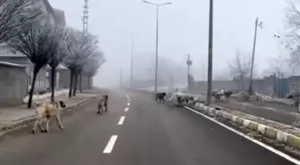 Ağrı'da Başbıçak Köpekler Tehdit Oluşturuyor