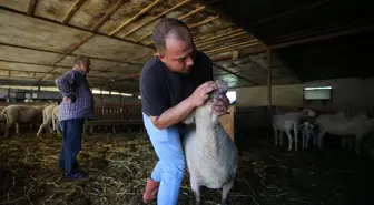 Veteriner Teknikeri Eray Akel, 15 Koyundan 400 Hayvana Ulaştı