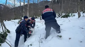 Giresun'da Yaban Hayvanları İçin Doğaya Yem Bırakıldı