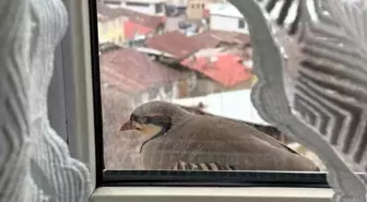 Tunceli'de Bir Aile Sabah Penceresinde Kınalı Keklik Gördü