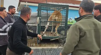 Aksaray'da Yaban Koyunu Kurtarıldı