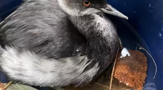 Bitkin Halde Bulunan Batağan Yavrusu Doğaya Salındı