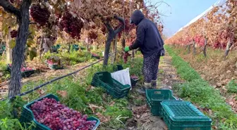 Manisa'nın Sarıgöl İlçesinde Kış Ortasına Kadar Süren Üzüm Hasadı