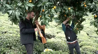 Derepazarı Mandalinasında İlk Hasat Kemençe Eşliğinde Gerçekleştirildi