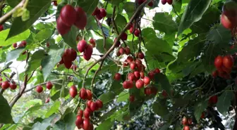 Rize'de Tropikal Tamarillo Meyvesi Yetiştiriliyor