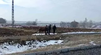 Sivas'ta Kaza: 3 Yaralı, Firari İnek Geri Döndü