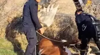 Adıyaman'da Su Kuyusuna Düşen İnek Kurtarıldı