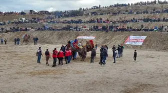 Denizli'de Deve Güreşi Festivali Coşkusu