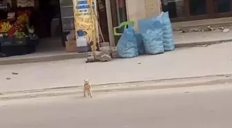 Nusaybin'deki Kedi Her Sabah Simit Alıyor