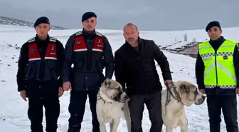 Kırşehir'de Çalınan Çoban Köpekleri Bulundu