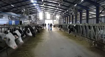 MAKÜ'den Süt Verimini Artıran Bitkisel Krem Geliştirildi