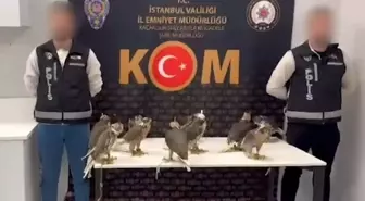 İstanbul Havalimanı'nda 10 Gökdoğan Kuşu Kaçakçılığında Gözaltı