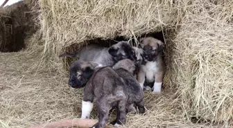 Kangal Yavrularında Kuyruksuzluk Şaşkınlık Yarattı