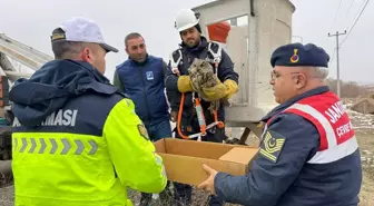 Yaralı Puhu Elektrik Tellerinden Kurtarıldı
