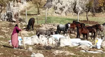 Şırnak'ta Göçerlerin Kışlaklarına Dönüş Yolculuğu Devam Ediyor