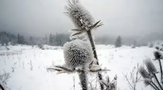 Ilgaz Dağı'nda Kar ve Sis Etkili