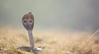 Rüyada sarı yılan görmek ne anlama gelir?