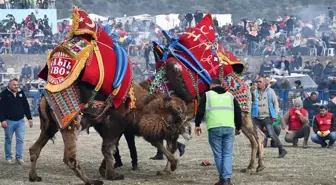 Buharkent'te Deve Güreşi Festivali Coşkusu