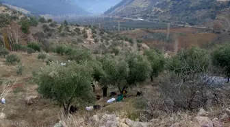 İslahiye'de Zeytin Hasadı Başladı