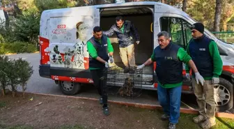 Ele Geçirilen 3 Maymun Yavrusuna Yeni Yuva