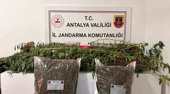 Alanya'da Narkotik Operasyonları: 188 Kişi Yakalandı, 33 Kilo Uyuşturucu Ele Geçirildi