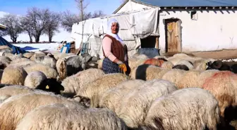 Van'da Kadınlar Hayvancılıkla Geçimlerini Sağlıyor