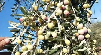 Zeytin Üreticisi Destek İstiyor