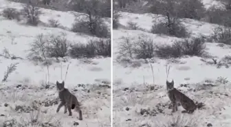 Kırmızı listedeki vaşak Erzincan'da kameralara yakalandı