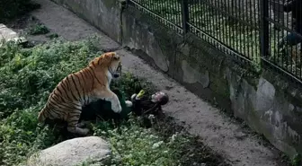 Kadın bakıcı, ziyaretçilerin gözü önünde kaplanın saldırısına uğradı