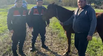 Kaybolan Rahvan At, Jandarma Tarafından Bulundu