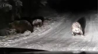 Bolu'da Kış Uykusuna Yatmamış Ayıların Sevimli Anları