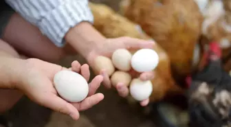 Kapüşonu yumurta toplama makinesine dolandı, hayatını kaybetti