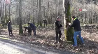 Yalova'da Çınar Ağaçlarını Kurutan Hastalığa Karşı Araştırmalar Devam Ediyor