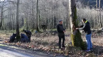 Çınar Gen Ormanı'ndaki Ağaç Kurumalarının Nedeni Araştırılıyor