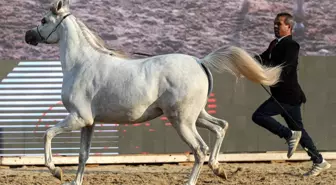 Kahire'de Arap Atları Güzellik Yarışması Başladı