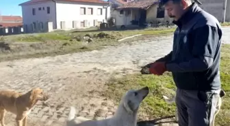 Görev Sırasında Sokak Hayvanlarını Besleyen Çalışanlar Takdir Topladı