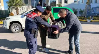 Sakarya'da Kaçak Avlanan Yaban Ördeklerine Cezai İşlem