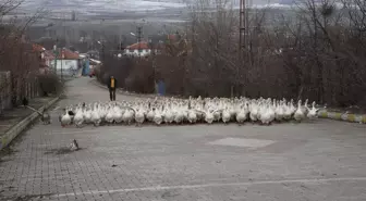 Tokatlı Yetiştirici, Kaz Üretimini Artırarak Başarıyı Yakaladı