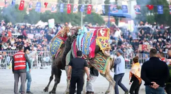 Aydın'da Deve Güreşi Festivali Coşkuyla Gerçekleşti