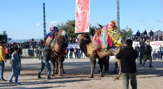 Geleneksel Deve Güreşi Festivali Bayramiç'te Renklendi