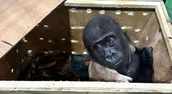 İstanbul Havalimanı'nda Nesli Tükenmekte Olan Gorilla Gorilla Türü Maymun Ele Geçirildi