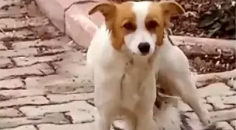 Çiko İsimli Köpeğin Anneliği Kalpleri Isıtıyor