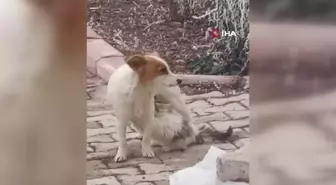 Çiko isimli köpek, annesiz kalan yavru kediyi emziriyor