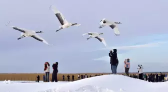 Qiqihar'da Yapay Yöntemlerle Yetiştirilen Japon Turnaları Kış Turizmine Çekiyor