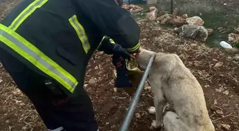 Başını Teneke Kutusuna Sıkıştıran Köpek Kurtarıldı