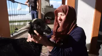 Kaybolan Naciye Akın Hastaneden Çıkıp Kuzusu 'Sultan'la Buluştu