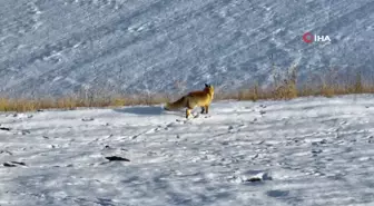 Dondurucu Soğuklar Yaban Hayatını Zorluyor: Kızıl Tilki Görüntülendi